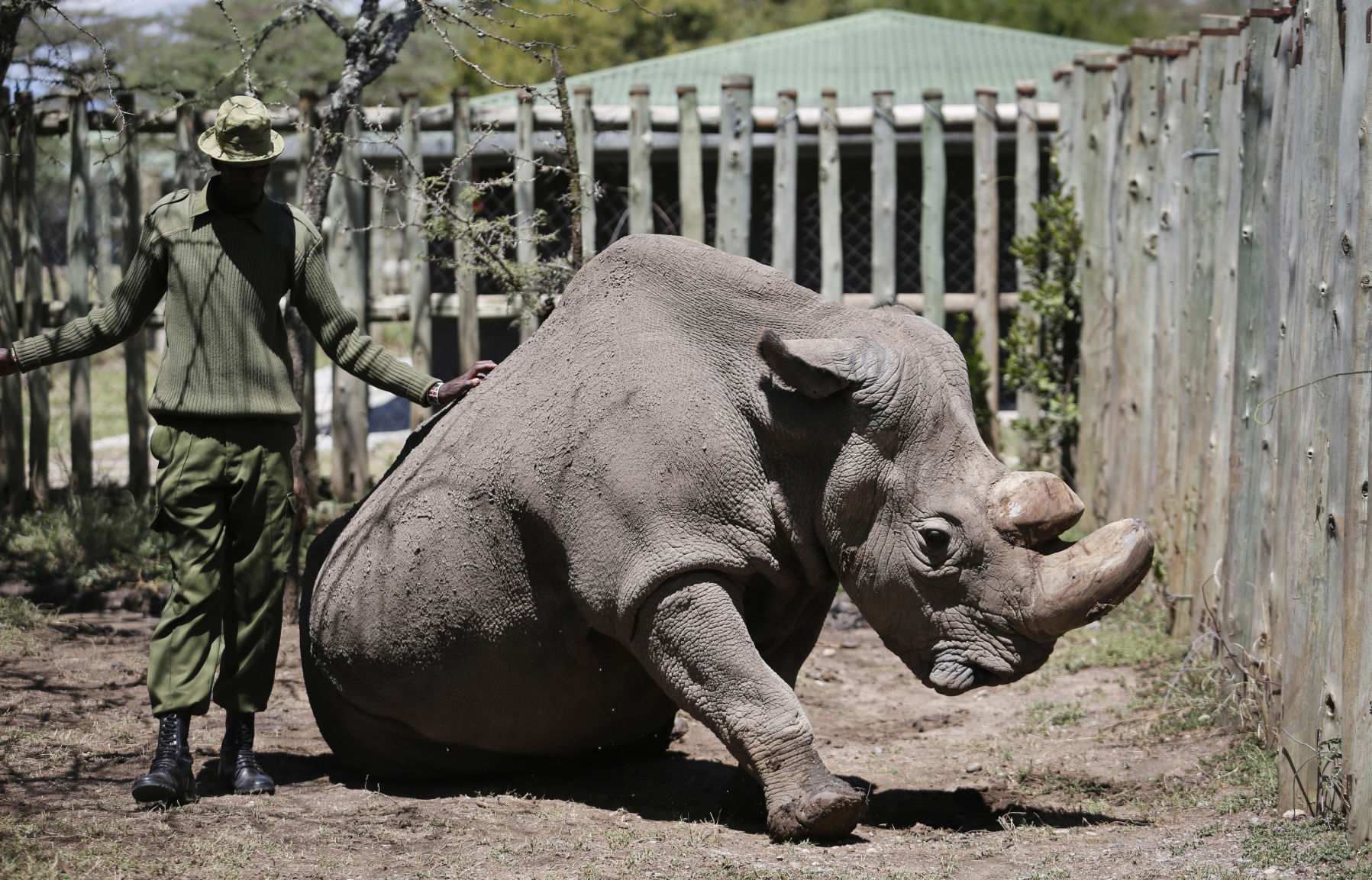 Kenya Ailing Rhino